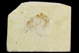 Cretaceous Fossil Shrimp - Lebanon #123882-1
